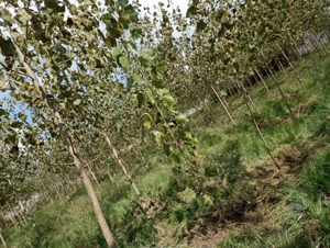 زمین مسکونی و روستایی