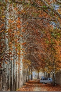 17000 متر باغ در شهریار خیابان اصلی