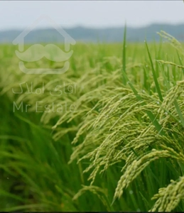 فروش زمین کشاورزی