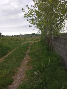 زمین باغی درحال رشد