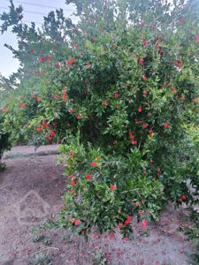 گاوداری در مهدیشهر