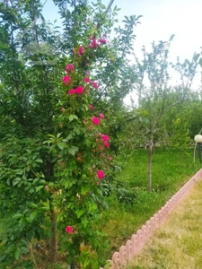 فروش باغ ویلای حیدره بالای شهر