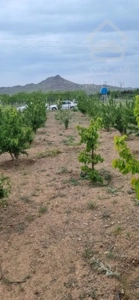 زمین دستجرد بادامستان