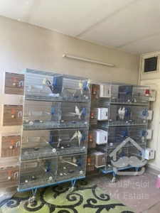 واگذاری سالن تکثیر طوطیسان با تمام امکانات