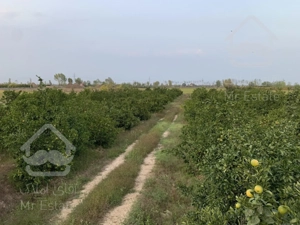 ۴۵۰۰ متر باغ نارنگی ژاپنی ۶ ساله در ساری