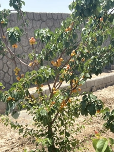 چهار دیواری دو‌کله