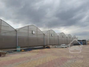 گلخانه صنعتی گل رز