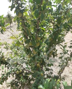 انواع درختان بن دار و نهال انگور و گل و گیاه