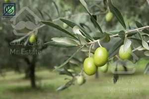 فروش ۱۵۰ هکتار زمین باغی سندار در رودبار