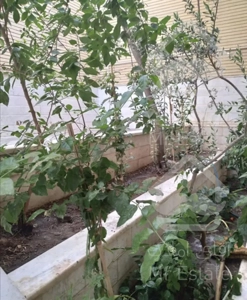 ویلایى روبروى بوستان شهروند