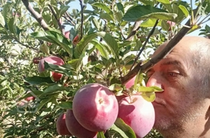 سربندان باغ  سیب هلو شلیل زردآلو گیلاس آلبالو و