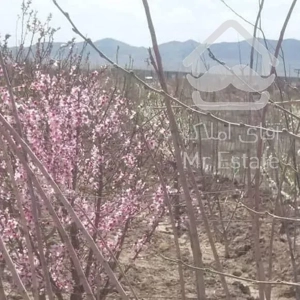 زمین باغی با نهال های دوساله