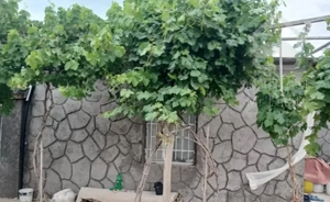 300 متر ویلایی طبرسی جنوبی رسالت