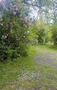 خونه باغ سرسبز/فومن