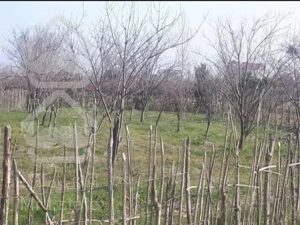 فروش باغ خرمالو