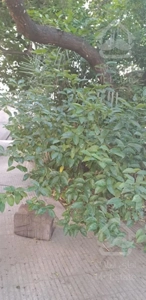 آپارتمان در طبقه اول تکواحدی