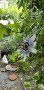 زمین ۳۲۵متری چابکسر فکجور