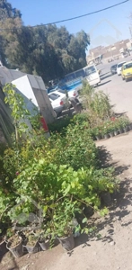 واگذاری گلخانه 70 متری