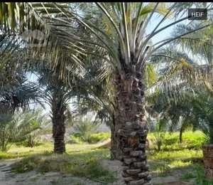 خانه ویلایی 600متری