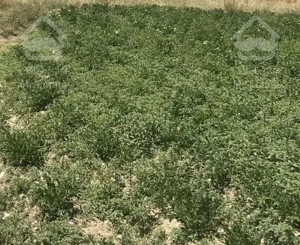 زمین هکتاری، مناسب شهرک سازی در منطقه گردشگری