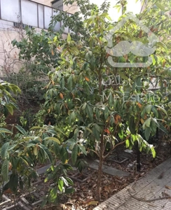 حاجی پور ۱۸۰ متر ۳ خواب حیاط در بست با تراس