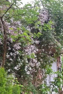 ویلای ۲۱۰ متری سنددار با ویو عالی کوهبنه لاهیجان