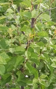 باغ ویلایی ایوند