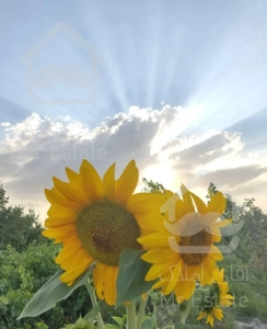 ویلا باغ۲۳۰۰ متری امام زاده سند دار