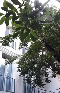 ۷۰ متری خوش نور و نقشه خیابان دولت