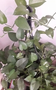 اجاره ورهن کامل آپارتمان ۸۵متری کمالی کاشان لازار