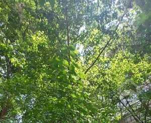 ۲۰۰مترقلب سنبل فقط تهاتربا مستغلات هم ارزش درمنطقه