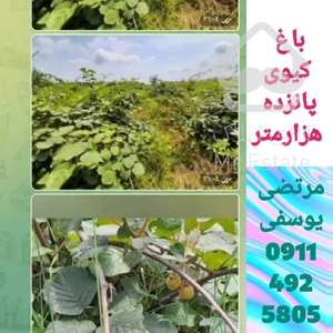 خرید زمین باغات (کیوی) دربندرانزلی