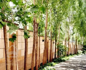 200متر/برج‌باغ/کامرانیه شمالی