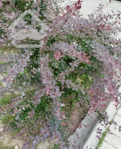 ۱۴۵ متر پارک قیطریه((سرمایه گزاری سال))