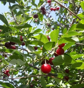 باغچه ۱۰۰۰متری چهار دیوار