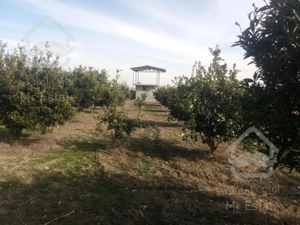 فروش باغ 1600متری شمال