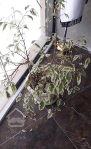 ویلایی / لوکیشن / زنبیل آباد/ مصرف کننده