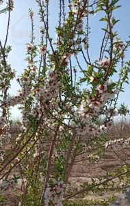 باغ ویلا عرصه اعیان