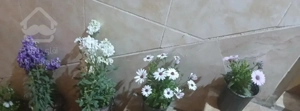 اجاره ورهن آپارتمان در جابرانصاری