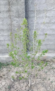 ویلا دماوند ۱۰۰۰ متر ۲۸۰ بنا دماوند جابان گرمابسرد