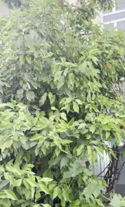 فروش آپارتمان حیاط دارسازمانی