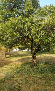 زمین ،باغ مرکبات،۳۳۴۸متر،چابکسرسرولات سندتک برگ