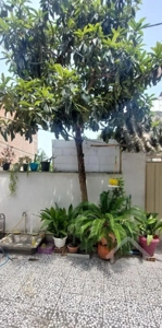 اجاره خانه ویلایی ۱۱۰ متری ۲ واحدی