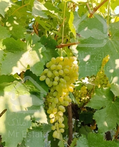 اجاره باغ انگور