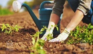 ضد عفونی ادارات سمپاشی