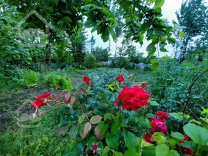 زمین مسکونی