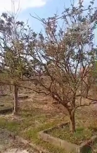 باغ ویلا1800متری منطقه نوشهر مدارک کامل