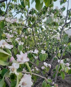 قنات کوثر 300 متر کلنگی شمالی