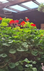 ۱۰۸ متر دو خواب فول بازسازی صدف