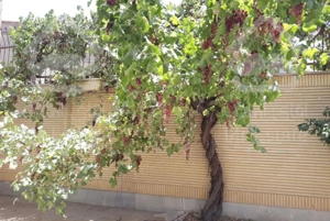 اجاره سوئیت آپارتمان منزل دربستی